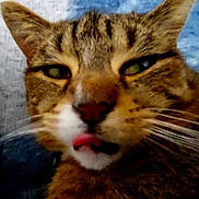 Mimi participe au concours pour gagner de l'argent avec cette photo : animal, blurred, cat, close_up, cute, ears, expression, eyes, face, feline, funny, fur, indoor, mammal, nose, pet, portrait, tabby, tongue, whiskers