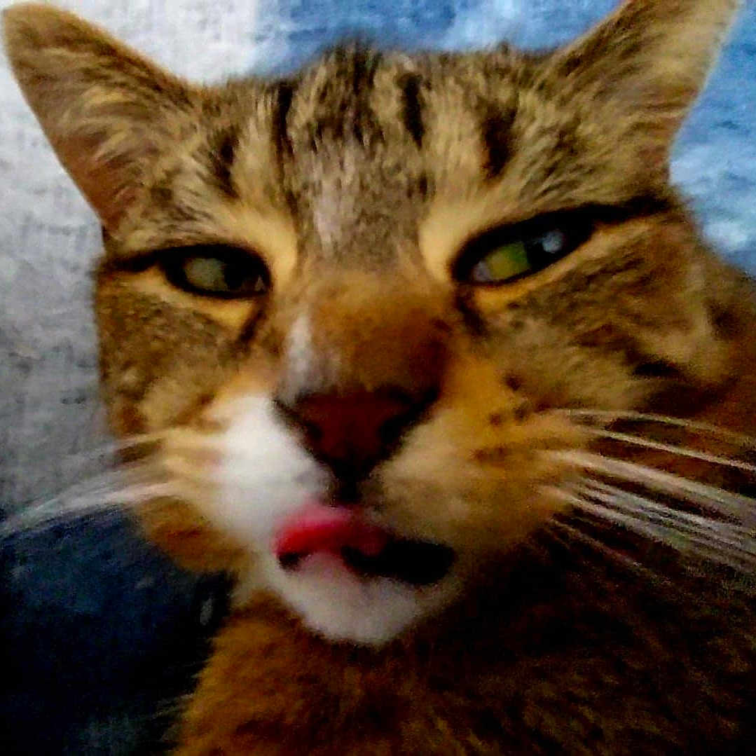 Mimi participe au concours pour gagner de l'argent avec cette photo : animal, blurred, cat, close_up, cute, ears, expression, eyes, face, feline, funny, fur, indoor, mammal, nose, pet, portrait, tabby, tongue, whiskers