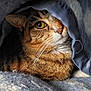 Mimi a rejoint le concours — aidez-le/la à gagner de superbes lots ! cat, tabby, animal, pet, fur, whiskers, eye, blanket, cozy, indoor, resting, cute, mammal, face, lying_down, soft, warm, comfort, nap, feline
