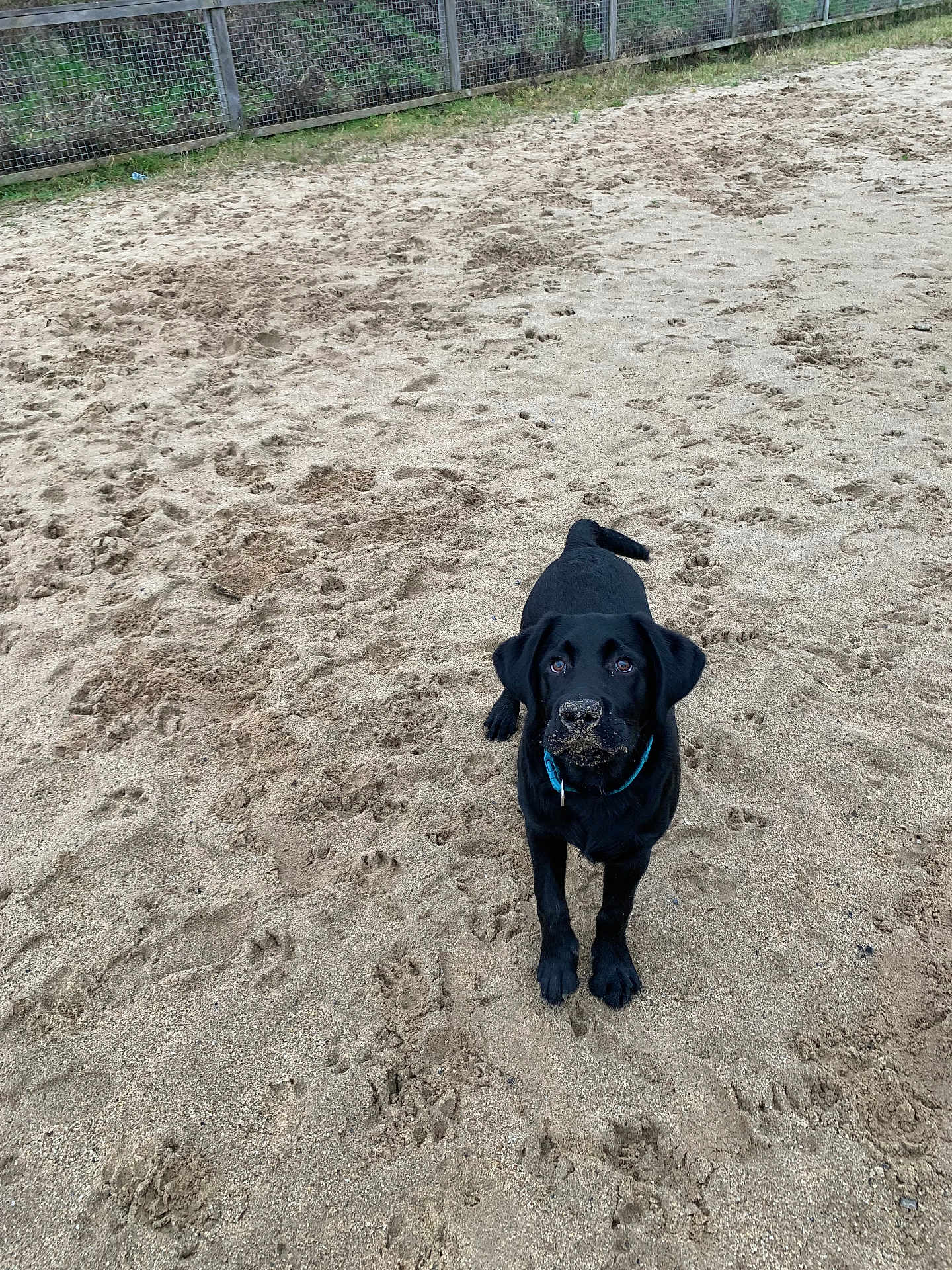 Milo participe au concours pour gagner de l'argent avec cette photo : animal, beach, canine, coast, dog, face, grass, head, labradorretriever, nature, outdoors, person, pet, photography, portrait, puppy, sea, shoreline, soil, water
