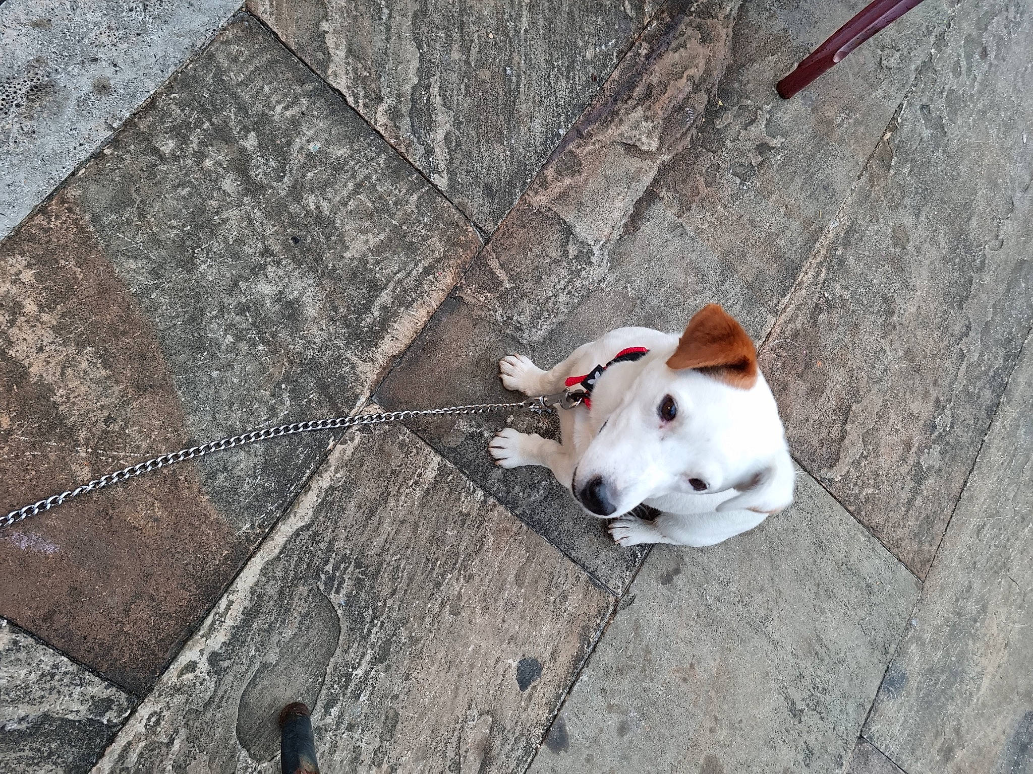 Lascar a rejoint le concours — aidez-le/la à gagner de superbes lots ! asphalt, carnivore, cobblestone, collar, companion_dog, concrete, dog, dog_breed, fashion_accessory, fawn, flooring, grey, road_surface, shadow, sidewalk, snout, sporting_group, tail, wood, working_animal