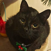 Oreo is registered to the contest to win money with this photo: black_cat, cat, pet, indoor, close_up, yellow_eyes, cat_tree, collar, festive, holiday, feline, animal, cute, curious, fur, whiskers, ears, looking_up, domestic_cat, cozy