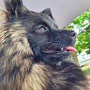 Bianca participe au concours pour gagner de l'argent avec cette photo : dog, fluffy, tongue_out, close_up, profile, black_coat, tan_coat, outdoor, nature, greenery, pet, canine, fur, nose, mouth, animal, daylight, portrait, happy, ears