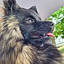 dog, fluffy, tongue_out, close_up, profile, black_coat, tan_coat, outdoor, nature, greenery, pet, canine, fur, nose, mouth, animal, daylight, portrait, happy, ears