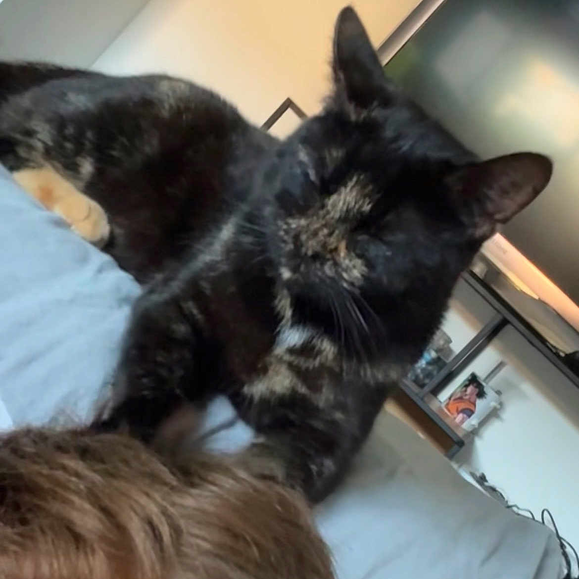 Camoute a rejoint le concours — aidez-le/la à gagner de superbes lots ! cat, tortoiseshell_cat, bed, person_head, indoor, television, shelf, framed_picture, furniture, hair, curious, relaxed, animal, pet, resting, home, room, soft_lighting, black_and_brown_fur, closeup