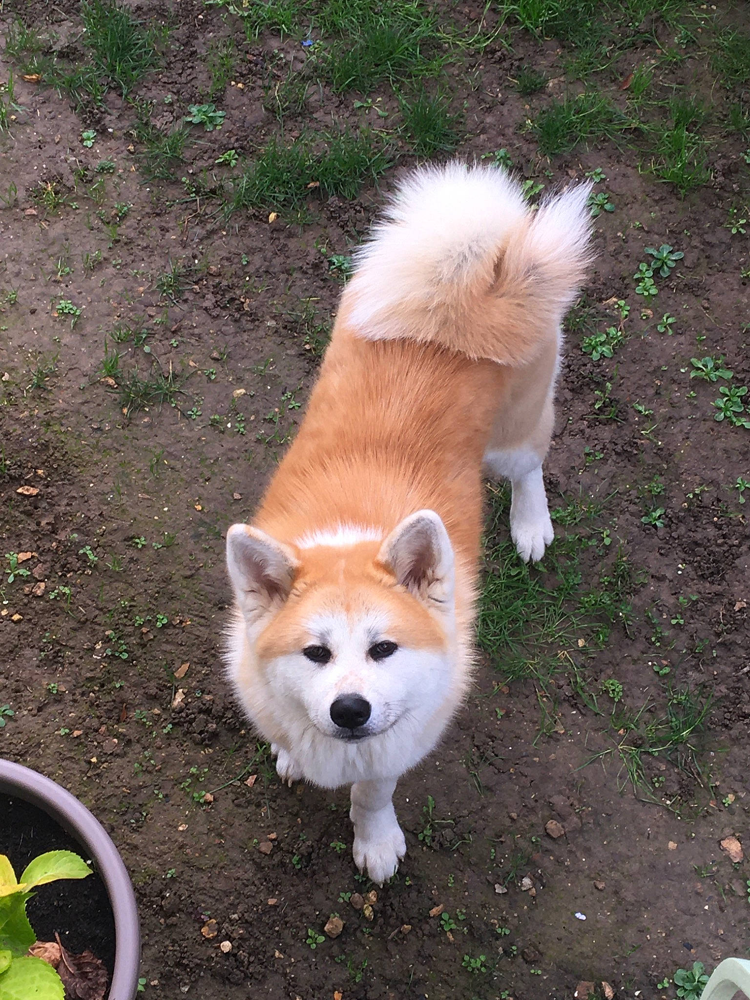 Rubis participe au concours pour gagner de l'argent avec cette photo : akita_inu, ancient_dog_breeds, canidae, carnivore, collar, companion_dog, dog, dog_breed, dog_supply, flowerpot, fur, hokkaido, non_sporting_group, pet_supply, snout, spitz, sporting_group, tail, working_animal, working_dog