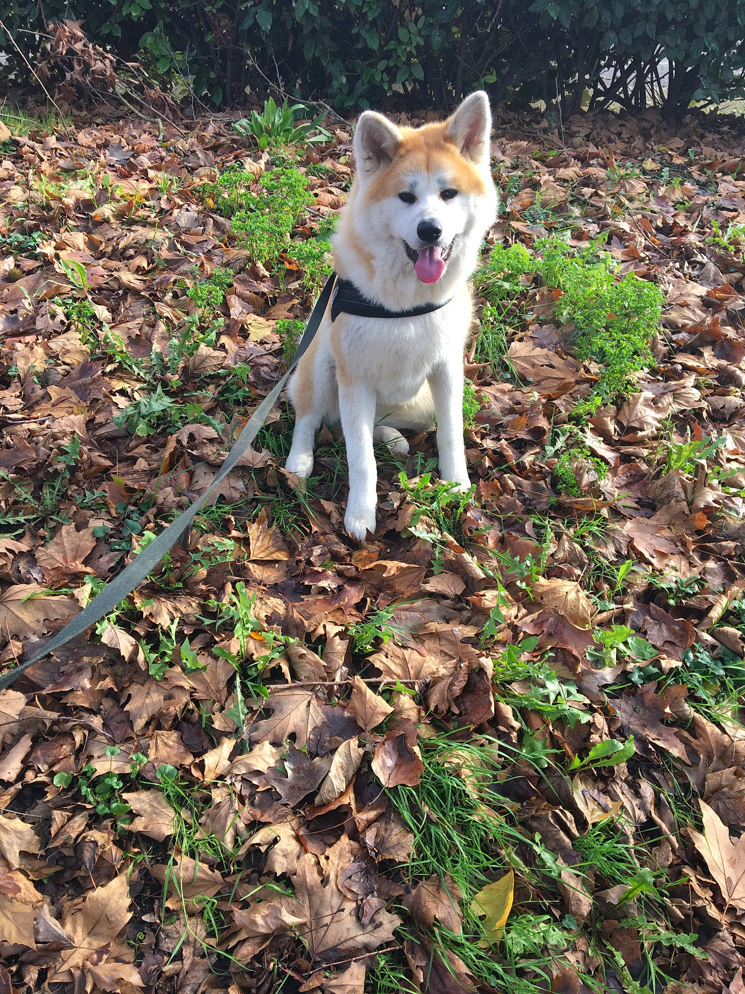 Rubis participe au concours pour gagner de l'argent avec cette photo : canidae, carnivore, collar, companion_dog, dog, dog_breed, dog_supply, groundcover, soil, sporting_group, working_animal, working_dog
