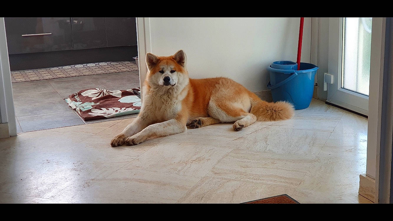 Rubis participe au concours pour gagner de l'argent avec cette photo : canidae, carnivore, companion_dog, dingo, dog, dog_breed, dog_supply, finnish_spitz, floor, flooring, home_accessories, icelandic_sheepdog, laminate_flooring, non_sporting_group, pet_supply, snout, sporting_group, tile, wood_flooring, working_animal