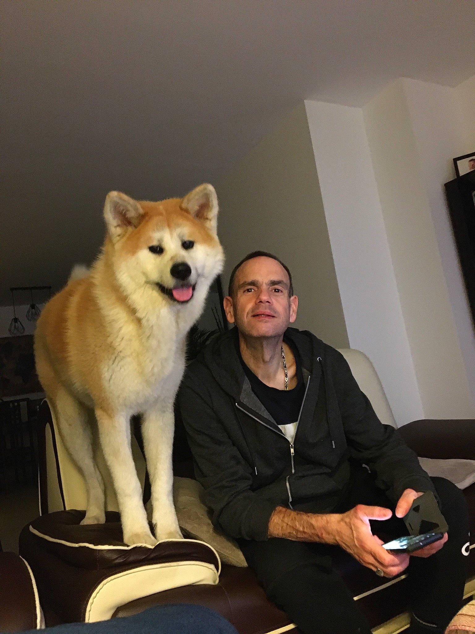 Rubis a rejoint le concours — aidez-le/la à gagner de superbes lots ! canidae, carnivore, collar, comfort, companion_dog, couch, dog, dog_breed, dog_supply, guitar, lap, living_room, remote_control, shiba_inu, sitting, working_animal