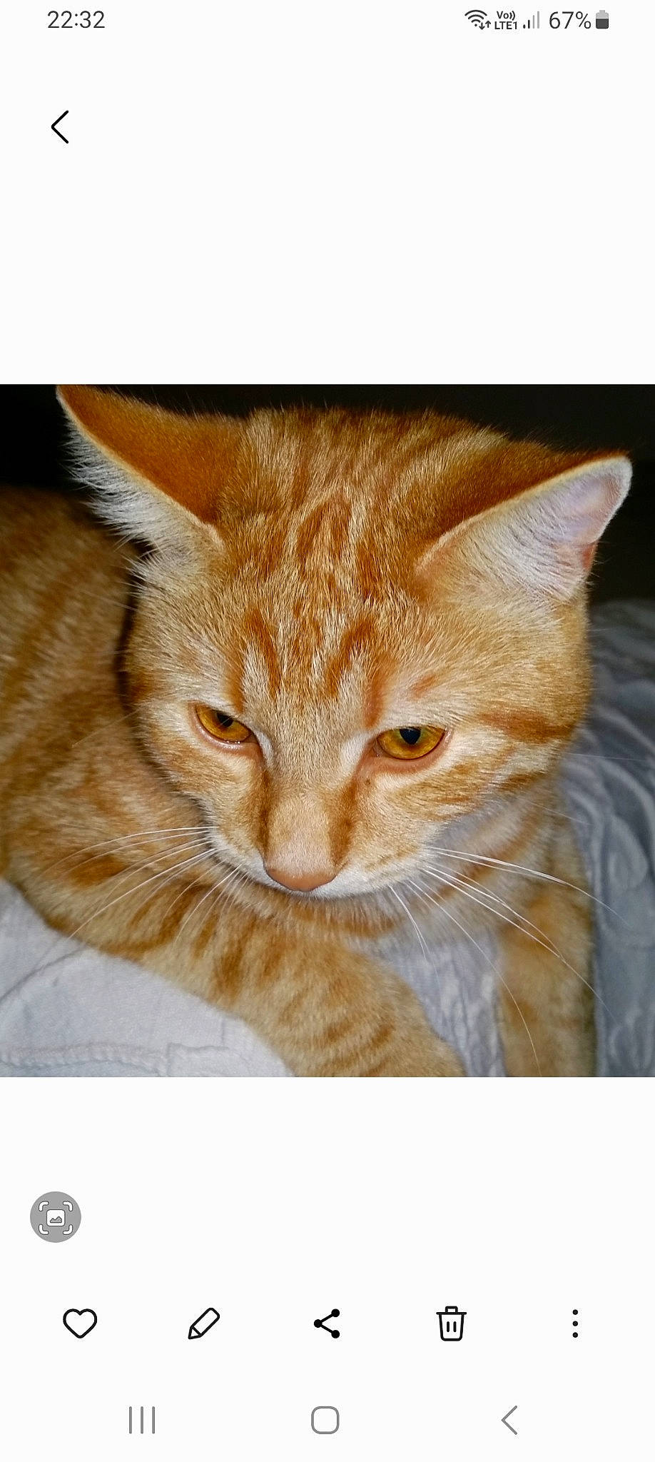 Chatounet a rejoint le concours — aidez-le/la à gagner de superbes lots ! carnivore, cat, domestic_short_haired_cat, ear, eye, fawn, felidae, fur, gesture, paw, photo_caption, rectangle, small_to_medium_sized_cats, snout, tail, whiskers, wildlife, window