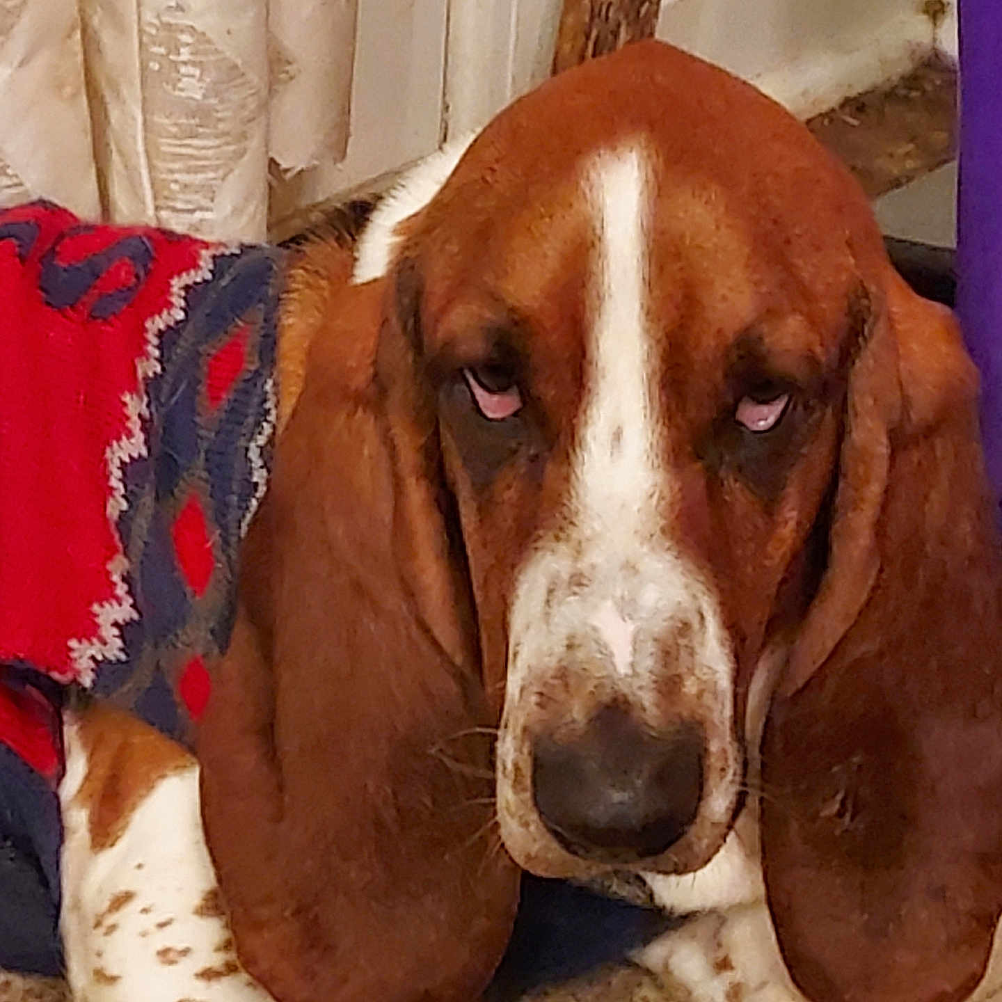 Duke Presley is registered to the contest to win money with this photo: animal, basset_hound, brown, carpet, closeup, cozy, curtain, cute, dog, face, furniture, home, indoor, long_ears, paw, pet, portrait, resting, sweater, white