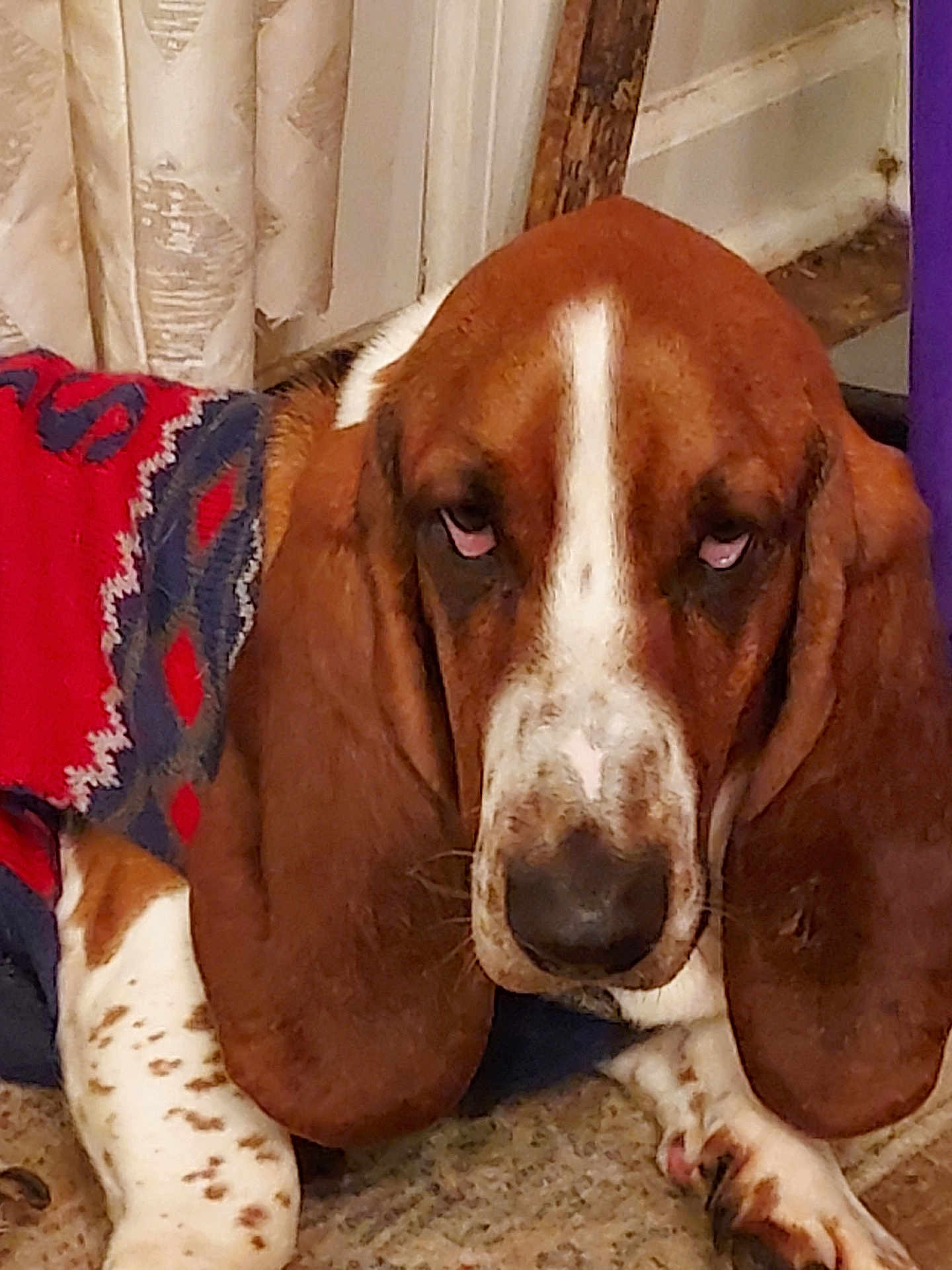 Duke Presley is registered to the contest to win money with this photo: dog, basset_hound, sweater, indoor, carpet, curtain, brown, white, long_ears, pet, resting, animal, cute, cozy, closeup, face, portrait, paw, furniture, home