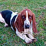 basset_hound, dog, grass, outdoor, pet, animal, canine, ears, brown, white, black, paw, nature, laying_down, twig, close_up, face, fur, snout, relaxed