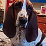 Duke Presley joined the competition — help win amazing prizes! dog, basset_hound, indoor, pet, long_ears, brown_and_white, bed, furniture, portrait, animal, canine, spotted, close_up, domestic, house, mammal, sitting, ears, face, fur