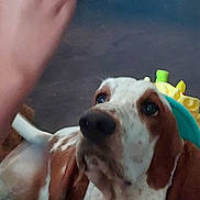 Daisy Marie joined the competition — help win amazing prizes! basset_hound, brown_and_white, canine, close_up, curious, cute, dog, eyes, floor, floppy_ears, human_hand, indoor, looking_up, nose, pet, plush_toy, portrait, snout, spotted, toy