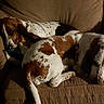 Daisy Marie joined the competition — help win amazing prizes! basset_hound, brown_and_white, canine, close_up, companion, couch, cozy, dog, domestic, furniture, indoor, living_room, paw, pet, relaxed, resting, sleeping, spotted, tail, upholstery