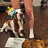 Daisy Marie is registered to the contest to win money with this photo: basset_hound, birthday, birthday_hat, brown_white_coat, candid, celebration, couch, dog, gift_box, hardwood_floor, hat, indoor, living_room, party, paw, person_legs, pet, puppy, sniffing, sock