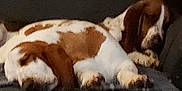 Daisy Marie is registered to the contest to win money with this photo: dog, basset_hound, sleeping, couch, indoor, pet, brown_and_white, resting, fur, canine, cozy, home, relaxing, animal, paw, snout, ears, domestic_animal, quiet, lazy