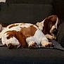 dog, basset_hound, sleeping, couch, indoor, pet, brown_and_white, resting, fur, canine, cozy, home, relaxing, animal, paw, snout, ears, domestic_animal, quiet, lazy