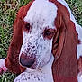 dog, basset_hound, close_up, grass, pet, animal, ears, white, brown, spots, lying_down, outdoor, nature, canine, face, portrait, muzzle, fur, snout, relaxed