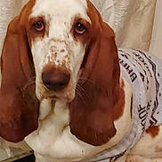 Daisy Marie joined the competition — help win amazing prizes! dog, basset_hound, pet, sweater, indoor, long_ears, droopy_eyes, white, brown, canine, floor, cute, animal, portrait, looking, sitting, fur, ears, snout, domestic