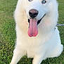 dog, white_dog, blue_eyes, tongue_out, sitting, grass, outdoor, pet, canine, happy, fluffy, leash, nature, animal, cute, friendly, portrait, daylight, muzzle, ears