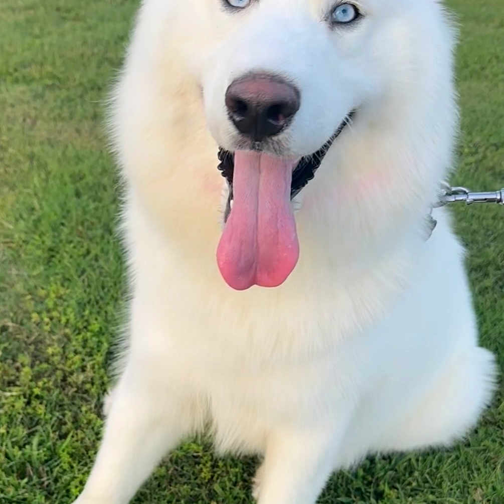 Duke joined the competition — help win amazing prizes! animal, blue_eyes, canine, cute, daylight, dog, ears, fluffy, friendly, grass, happy, leash, muzzle, nature, outdoor, pet, portrait, sitting, tongue_out, white_dog