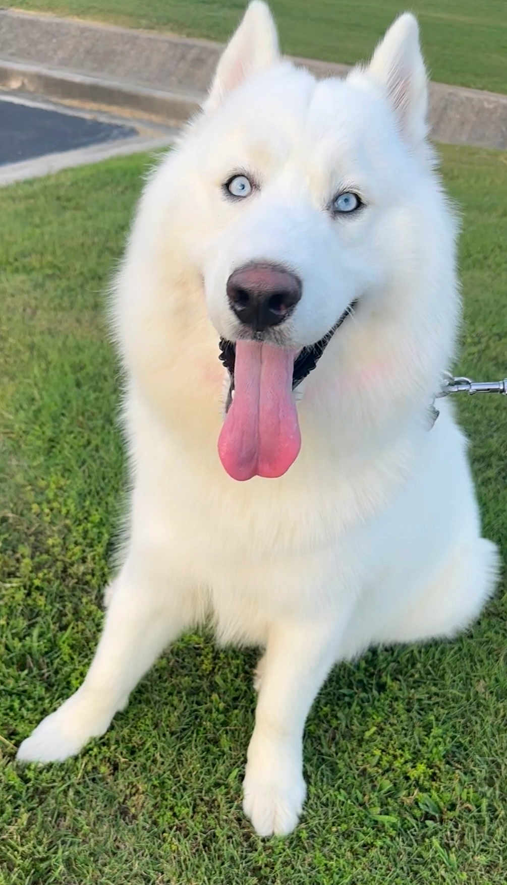 Duke joined the competition — help win amazing prizes! dog, white_dog, blue_eyes, tongue_out, sitting, grass, outdoor, pet, canine, happy, fluffy, leash, nature, animal, cute, friendly, portrait, daylight, muzzle, ears