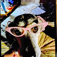 Princess joined the competition — help win amazing prizes! dog, glasses, bed, hand, pet, indoor, cozy, black_and_tan, animal, wearing, portrait, cute, face, canine, resting, closeup, pink_glasses, whiskers, fur, human_hand