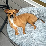 Sheldon joined the competition — help win amazing prizes! animal, canine, chair_leg, companion, dog, domestic_animal, ears, fluffy_bed, four_legs, fur, home, looking, outdoor, paw, pet_bed, relaxed, resting, small_dog, tan_dog, wooden_deck