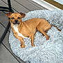 animal, canine, chair_leg, companion, dog, domestic_animal, ears, fluffy_bed, four_legs, fur, home, looking, outdoor, paw, pet_bed, relaxed, resting, small_dog, tan_dog, wooden_deck