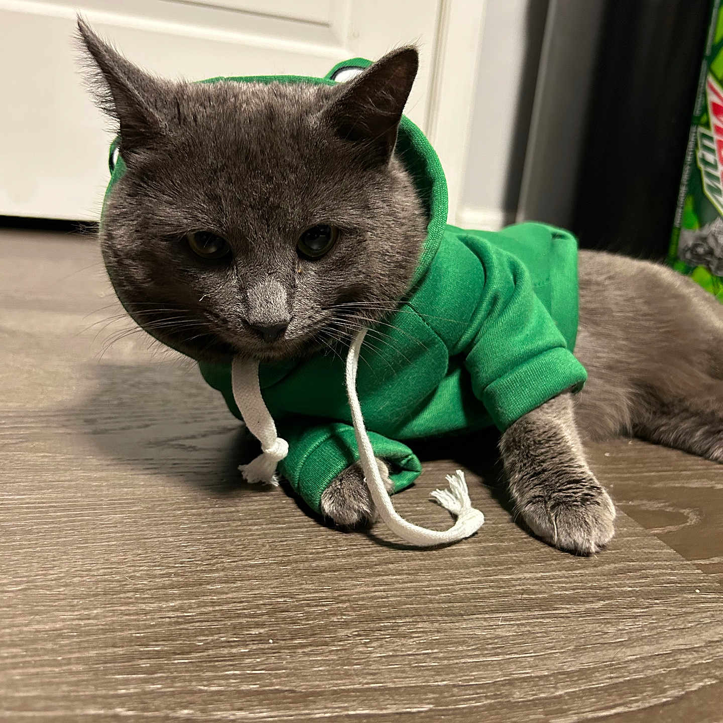 Grey Owen is registered to the contest to win money with this photo: animal, casual, cat, clothing, cozy, cute, domestic_cat, ears, feline, floor, green_hoodie, grey_cat, hoodie, indoor, lying_down, paw, pet, whiskers, wood_floor, young_cat