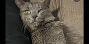 Grey Owen is registered to the contest to win money with this photo: animal, cat, closeup, cute, domestic_cat, feline, fur, gray_cat, green_eyes, home, indoor, looking_at_camera, lying_down, mammal, pet, portrait, relaxed, resting, whiskers, wooden_floor