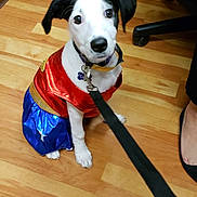 Callie Anne joined the competition — help win amazing prizes! carnivoran, dog, dog_breed, dog_like_mammal, flooring, fun, mammal, puppy, snout