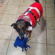 Copper Charles joined the competition — help win amazing prizes! carnivoran, dog, dog_breed, dog_breed_group, dog_clothes, dog_like_mammal, floor, flooring, product, snout