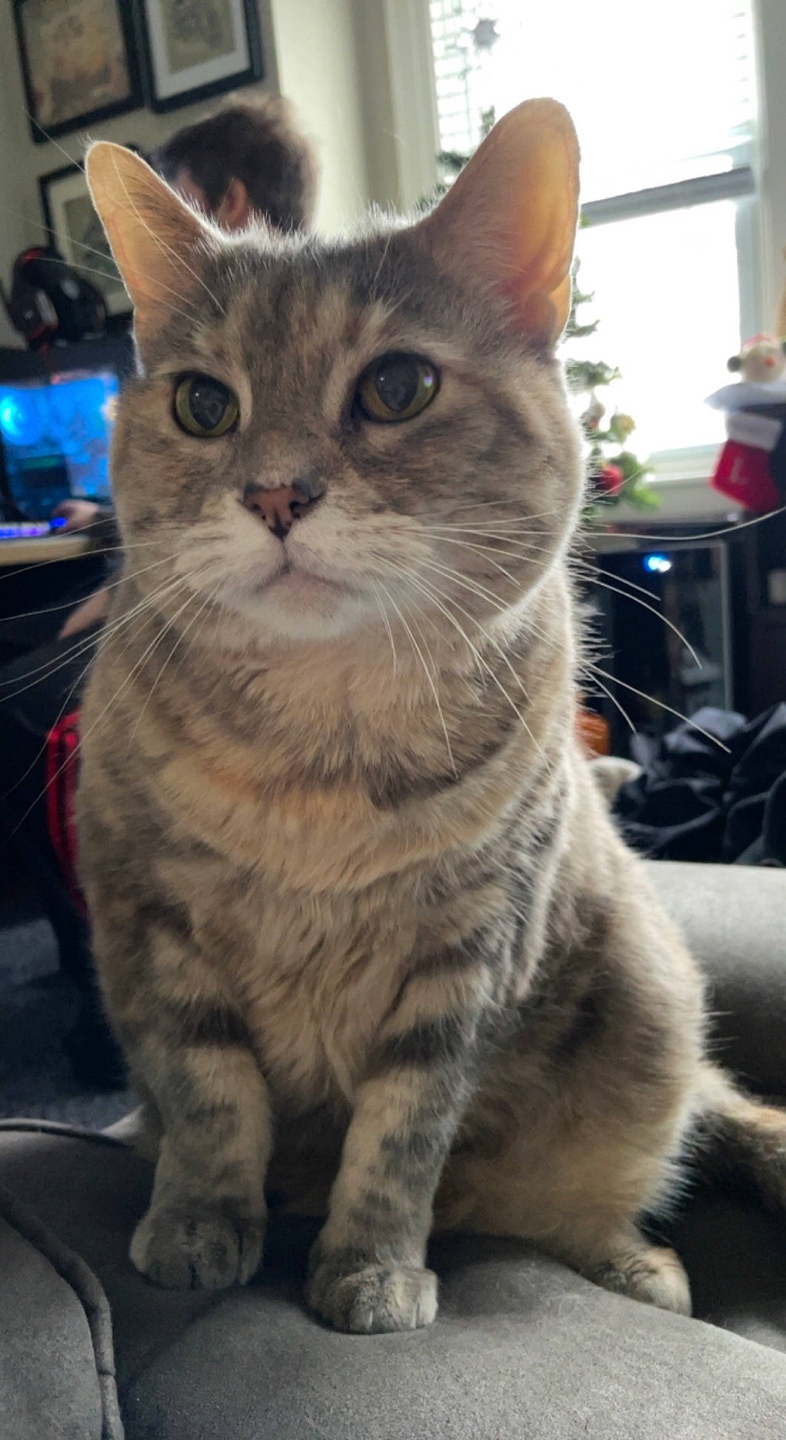 Malibu is registered to the contest to win money with this photo: carnivore, cat, domestic_short_haired_cat, event, felidae, fur, paw, small_to_medium_sized_cats, snout, terrestrial_animal, whiskers, window