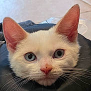 Snowball is registered to the contest to win money with this photo: cat, white_cat, blue_eyes, close_up, whiskers, pink_nose, curious, pet, animal, fur, ears, face, portrait, domestic_cat, indoor, cute, feline, looking, soft, young_cat