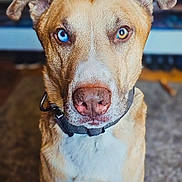 Otis joined the competition — help win amazing prizes! dog, pet, portrait, sitting, indoors, living_room, brown_fur, white_chest, floppy_ears, collar, blue_eye, heterochromia, close_up, animal_face, muzzle, nose, direct_gaze, carpet, television, companion_animal