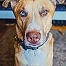 dog, pet, portrait, sitting, indoors, living_room, brown_fur, white_chest, floppy_ears, collar, blue_eye, heterochromia, close_up, animal_face, muzzle, nose, direct_gaze, carpet, television, companion_animal
