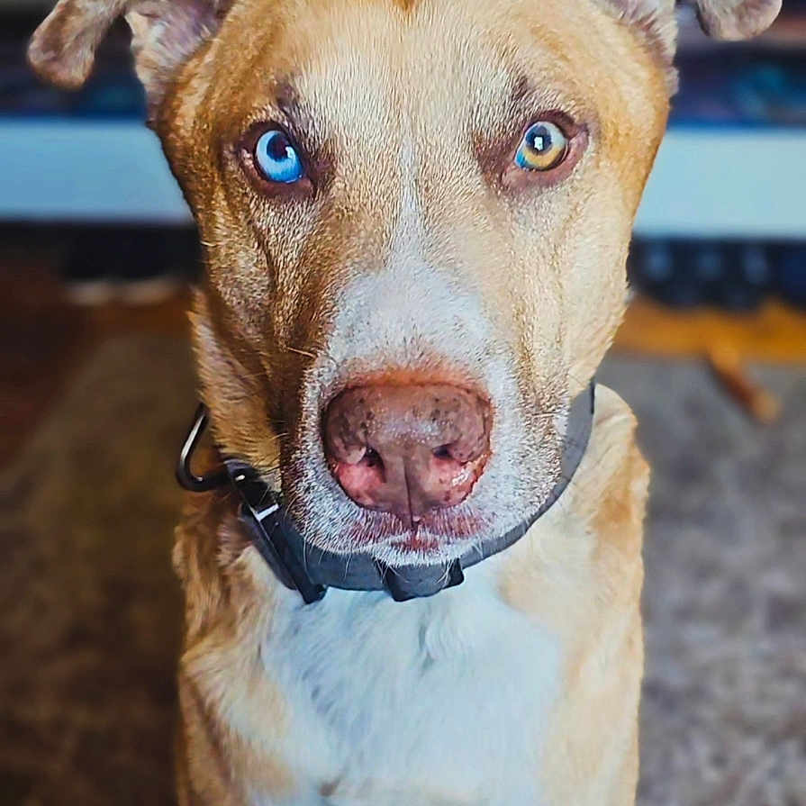 Otis joined the competition — help win amazing prizes! dog, pet, portrait, sitting, indoors, living_room, brown_fur, white_chest, floppy_ears, collar, blue_eye, heterochromia, close_up, animal_face, muzzle, nose, direct_gaze, carpet, television, companion_animal