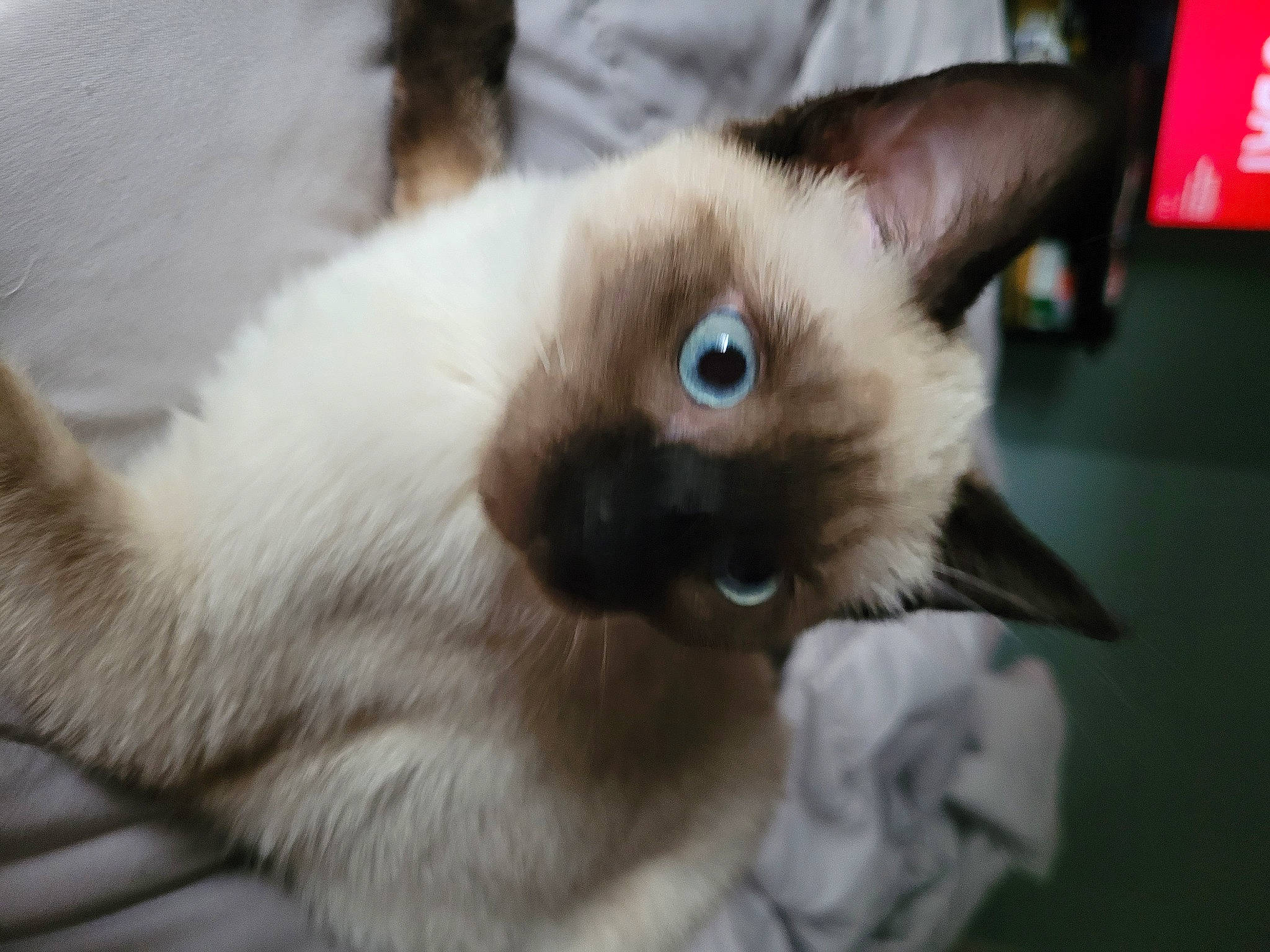 Missy
