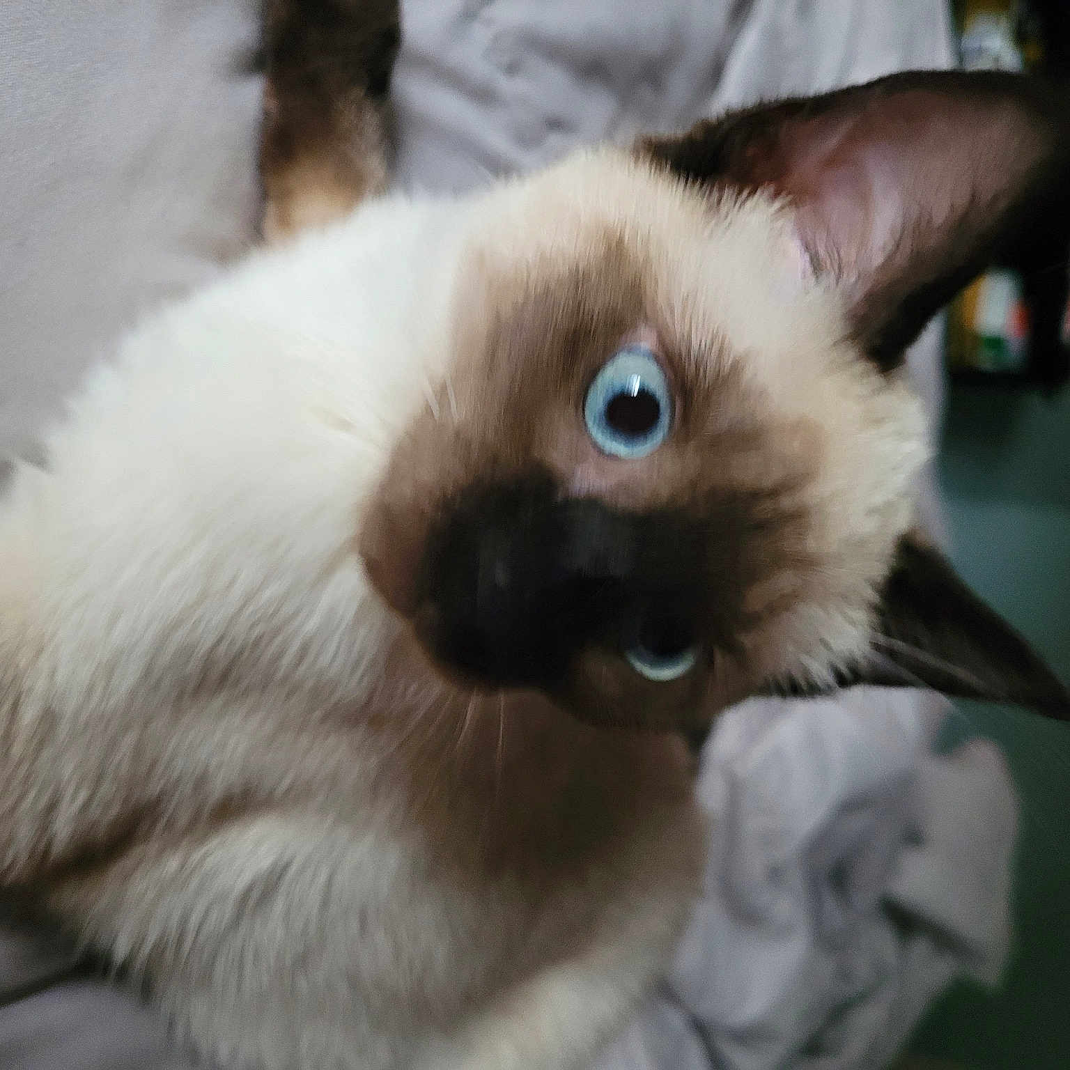 Missy