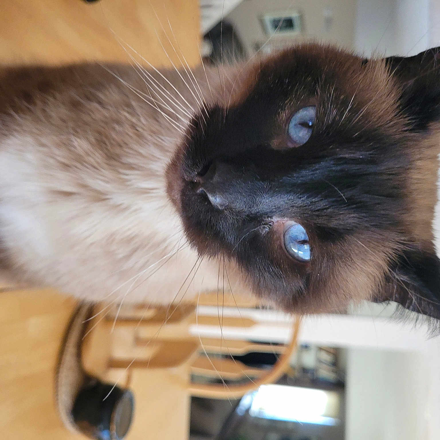 Dusty