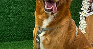 Oslo participe au concours pour gagner de l'argent avec cette photo : dog, brown_dog, sitting, tongue_out, green_turf, flower_border, wooden_background, pet, happy, canine, animal, domestic_animal, fur, ears, collar, leash, portrait, indoor, cute, friendly