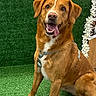 dog, brown_dog, sitting, tongue_out, green_turf, flower_border, wooden_background, pet, happy, canine, animal, domestic_animal, fur, ears, collar, leash, portrait, indoor, cute, friendly