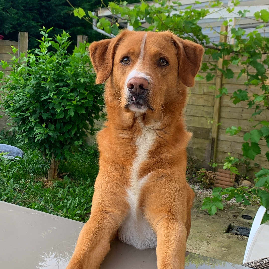 Oslo a rejoint le concours — aidez-le/la à gagner de superbes lots ! dog, brown_dog, pet, animal, outdoor, garden, greenery, wooden_fence, table, paws, canine, nature, daylight, fur, looking, domestic_animal, curious, ears, snout, white_markings
