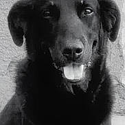 Ojas a rejoint le concours — aidez-le/la à gagner de superbes lots ! animal, background, black_dog, canine, close_up, dog, ears, eyes, fur, grayscale, happy, indoor, nose, open_mouth, pet, portrait, short_fur, sitting, smiling, teeth