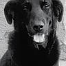 animal, background, black_dog, canine, close_up, dog, ears, eyes, fur, grayscale, happy, indoor, nose, open_mouth, pet, portrait, short_fur, sitting, smiling, teeth