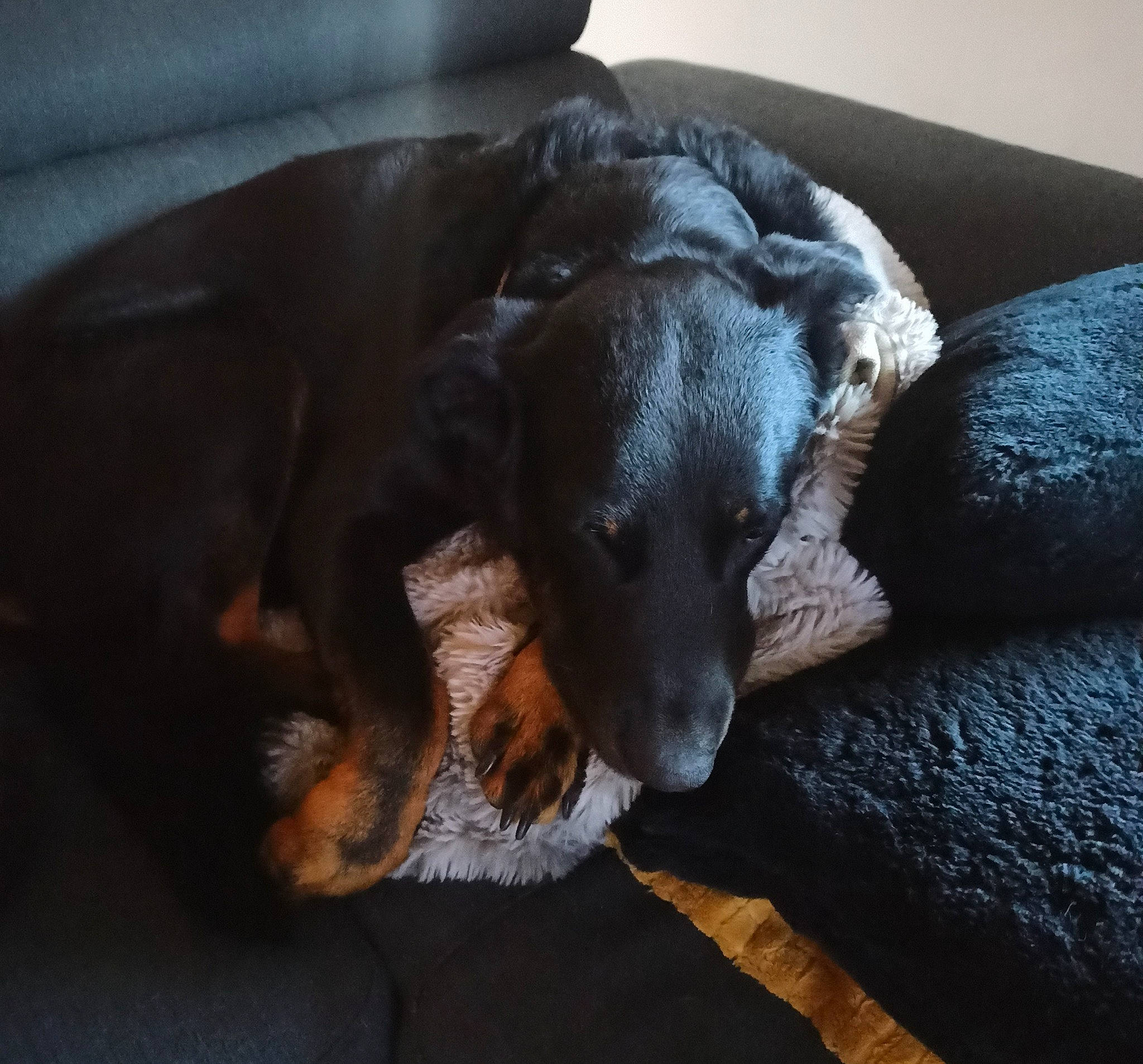 Ojas participe au concours pour gagner de l'argent avec cette photo : canidae, carnivore, comfort, companion_dog, dobermann, dog, dog_breed, fur, grey, guard_dog, montenegrin_mountain_hound, paw, pinscher, sporting_group, tail, terrestrial_animal, toy_dog, whiskers, working_animal, working_dog