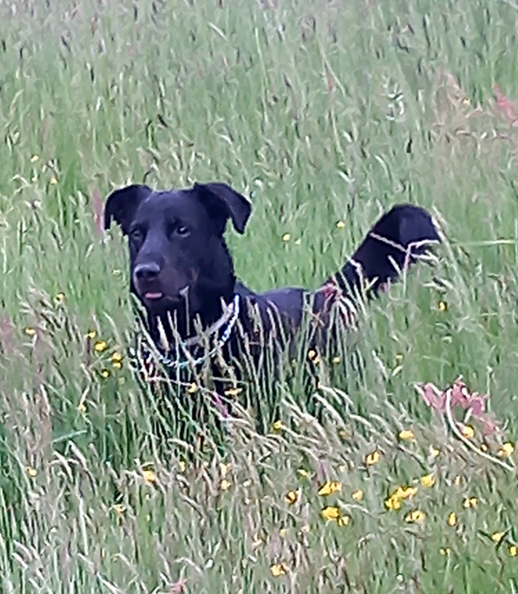 Ojas participe au concours pour gagner de l'argent avec cette photo : borador, canidae, carnivore, companion_dog, dog, dog_breed, fawn, field, grass, grass_family, grassland, herbaceous_plant, pasture, plant, prairie, snout, sporting_group, tail, terrestrial_animal, working_animal